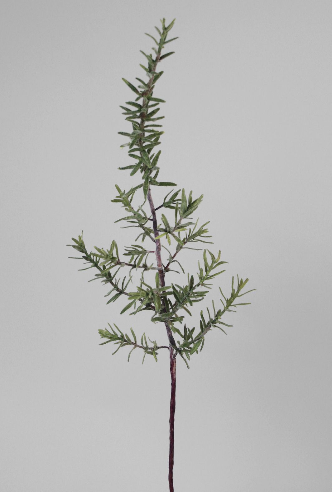 rosemary 