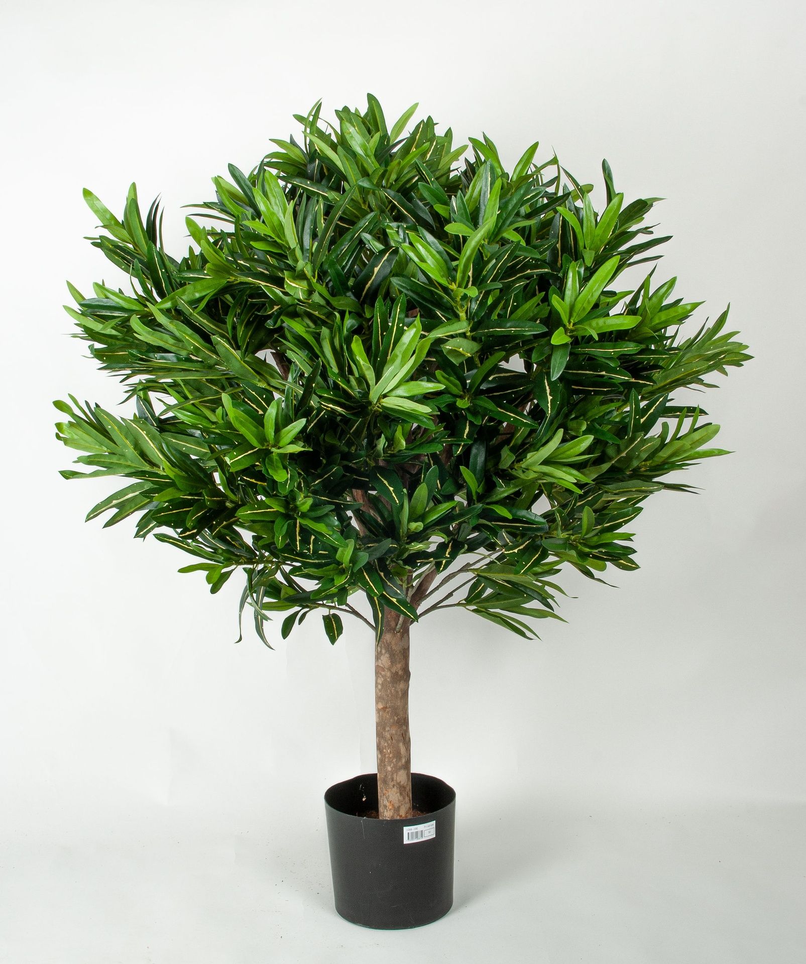 croton ball 