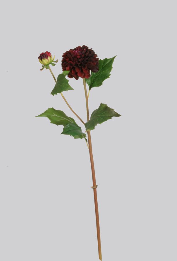 Dahlia