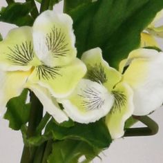 Pansy