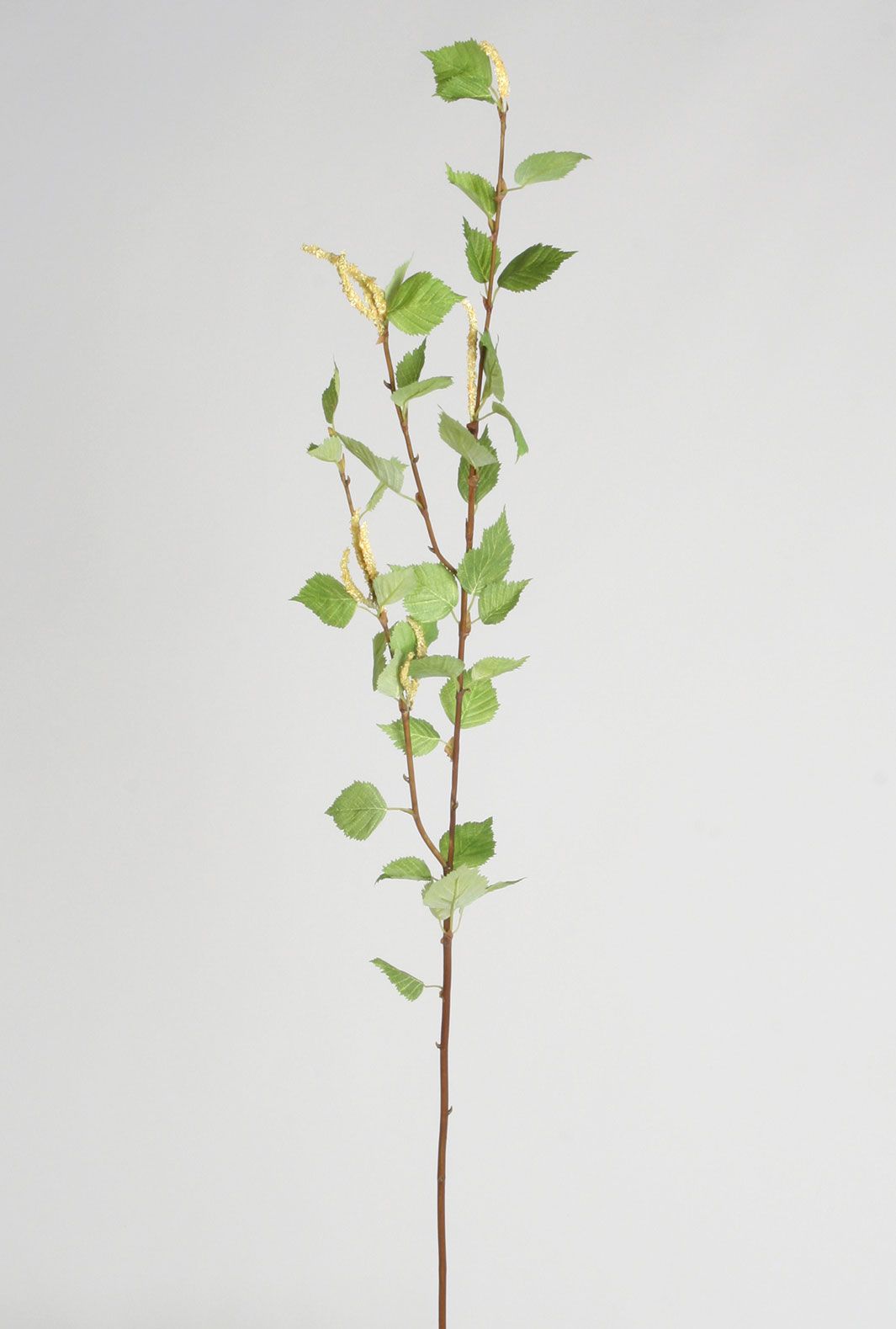 birch spray 