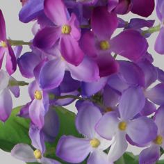 Lilac spray