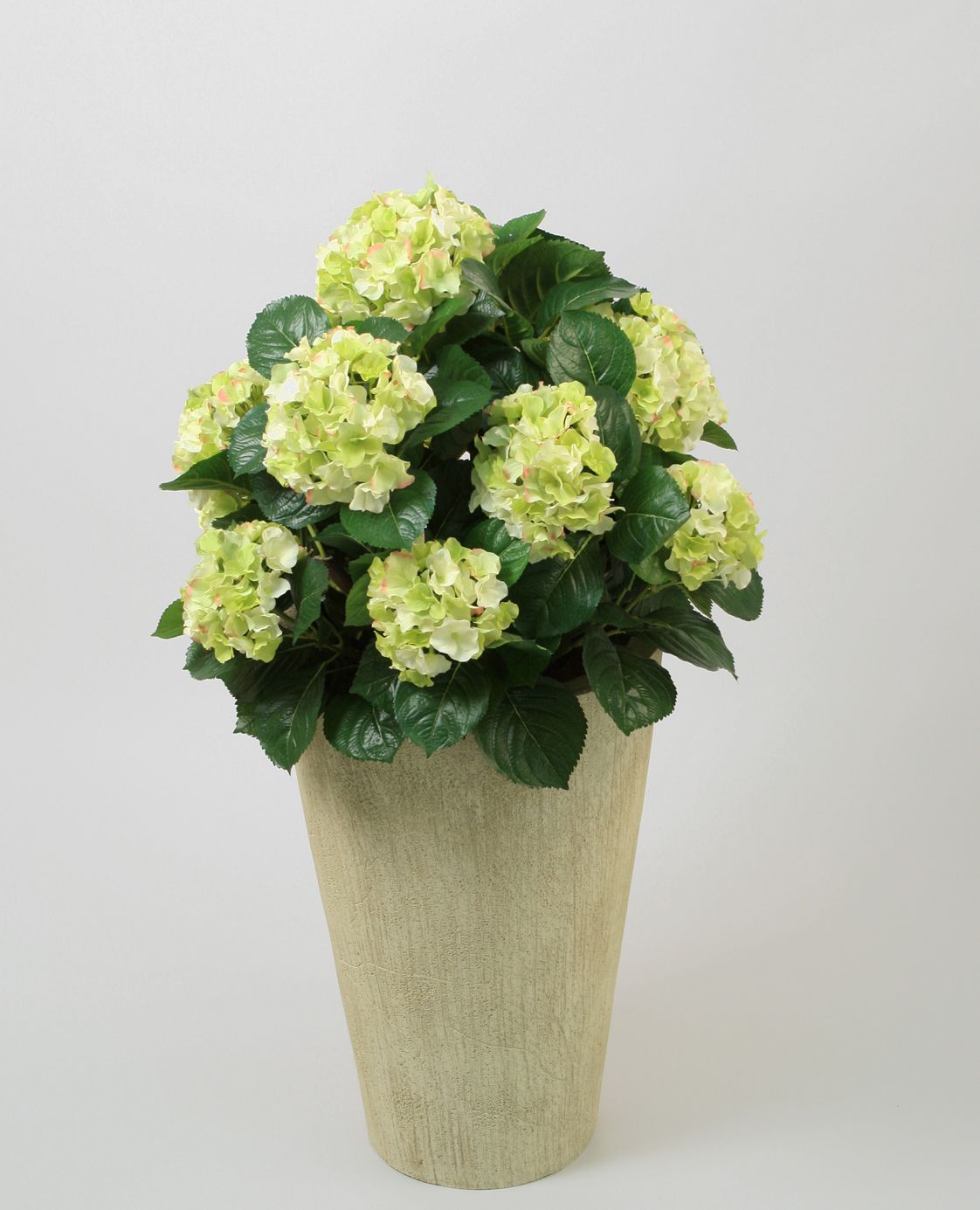 Hydrangea