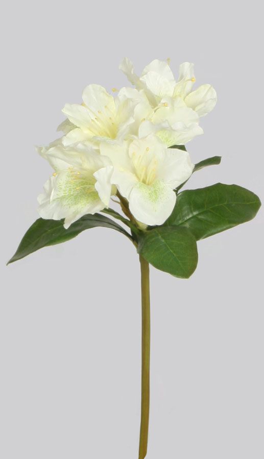 Rhododendron