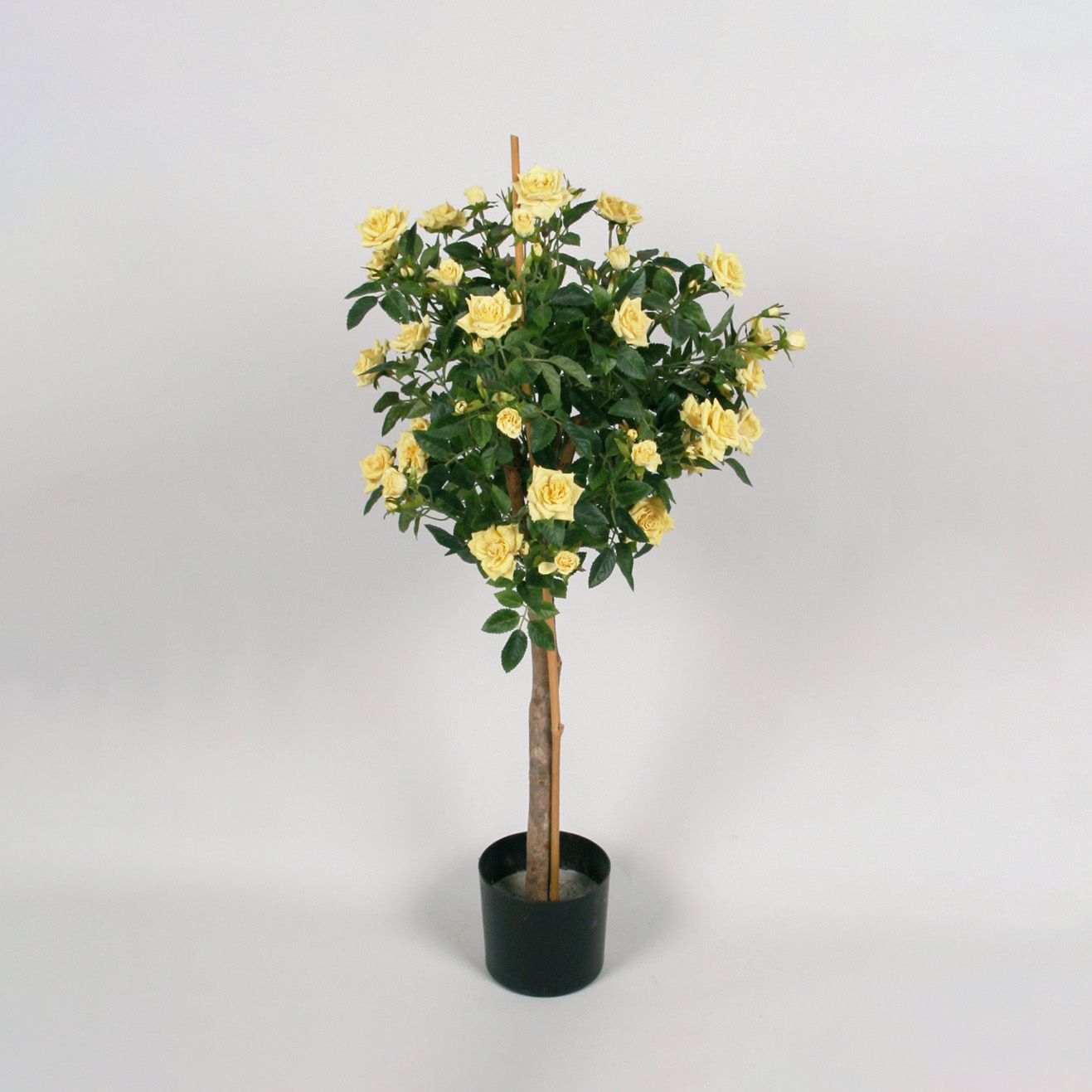 Rose Tree