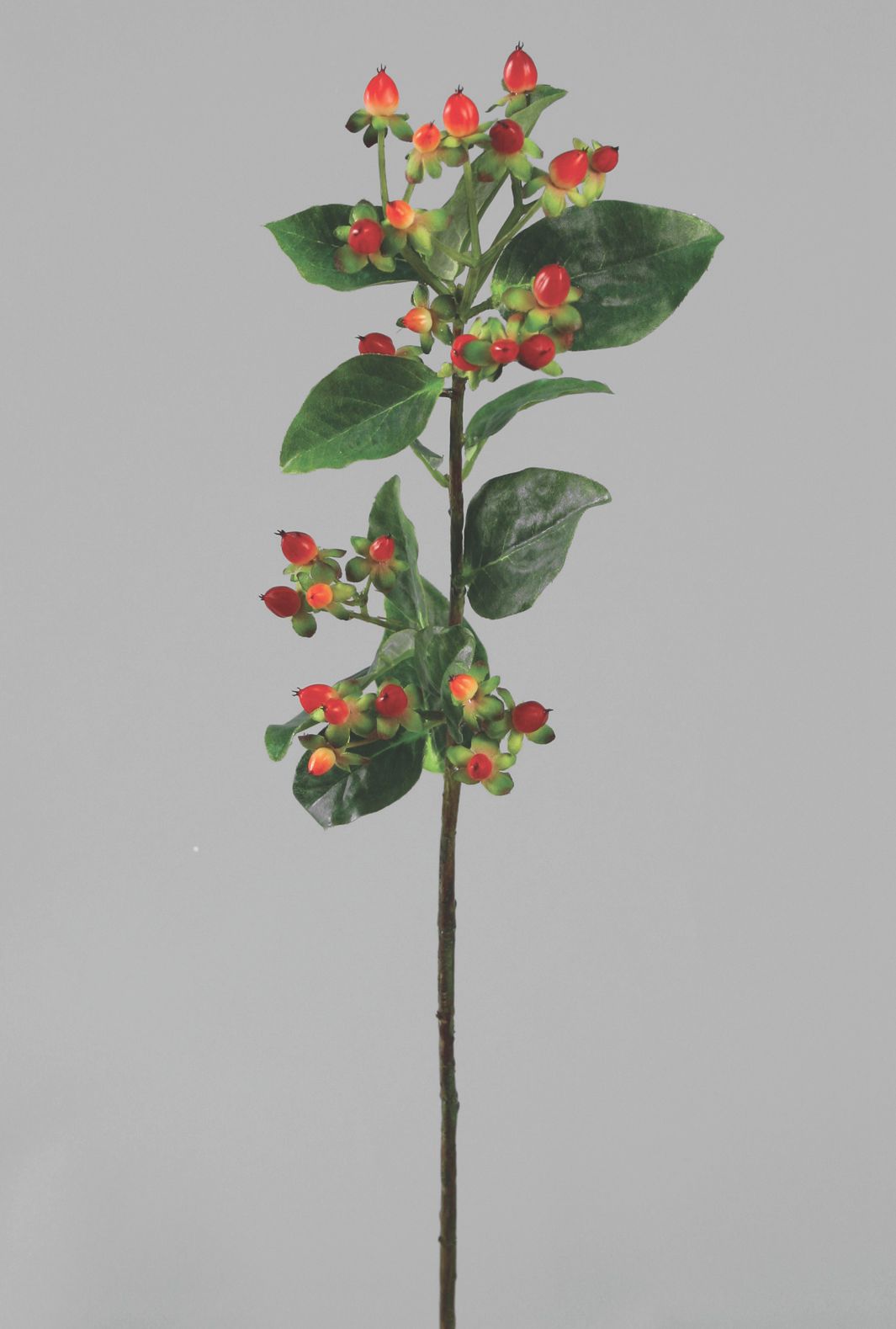 hypericum 