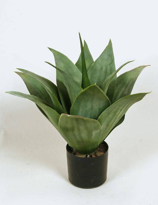 giant agave 