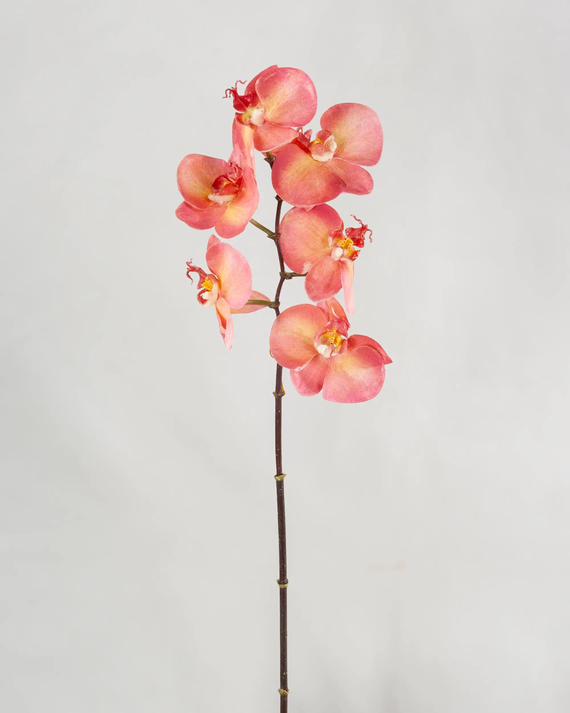 Phalaenopsis