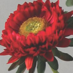 Aster