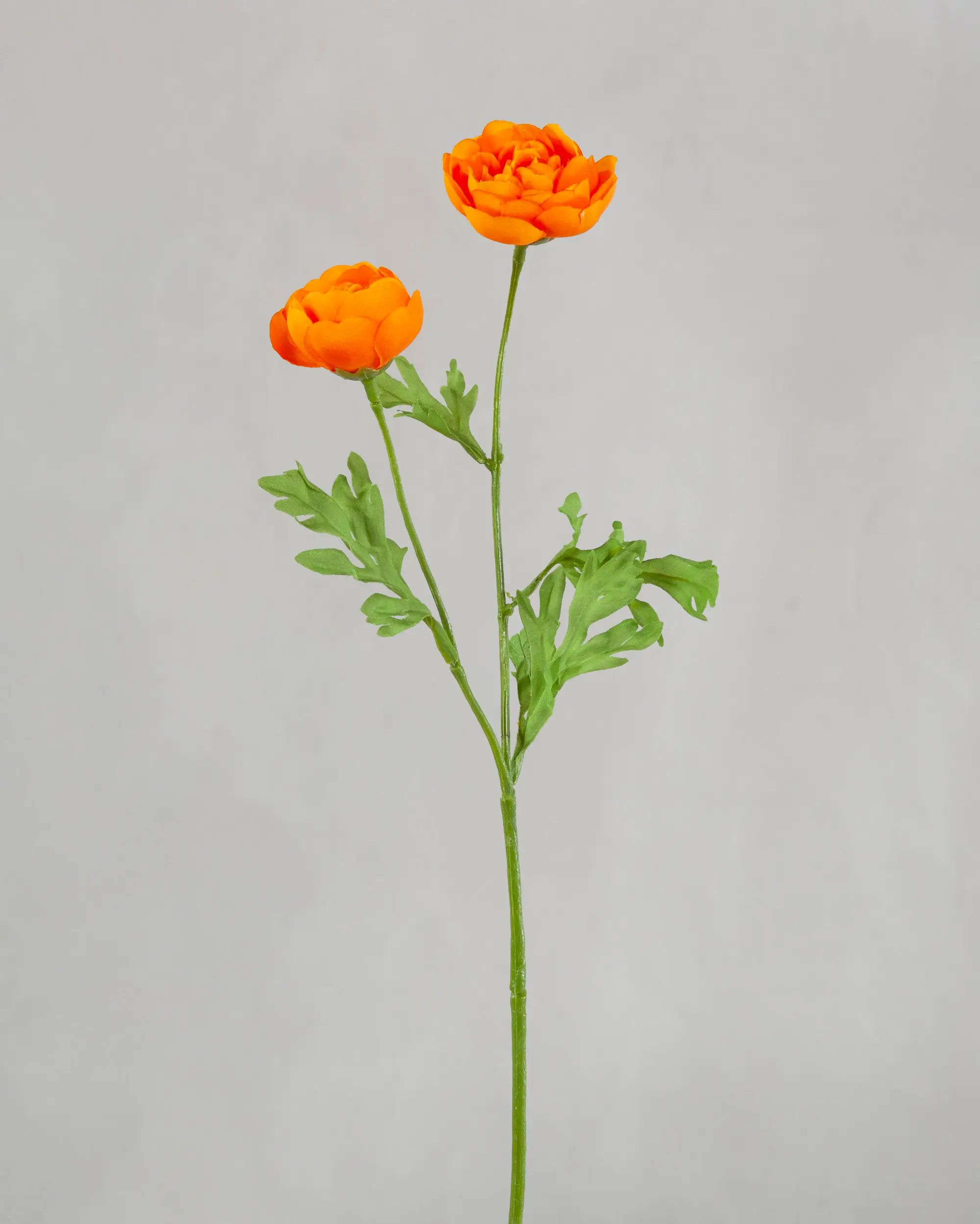 Ranunculus