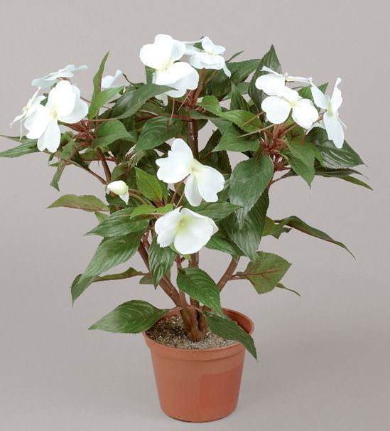 Impatiens