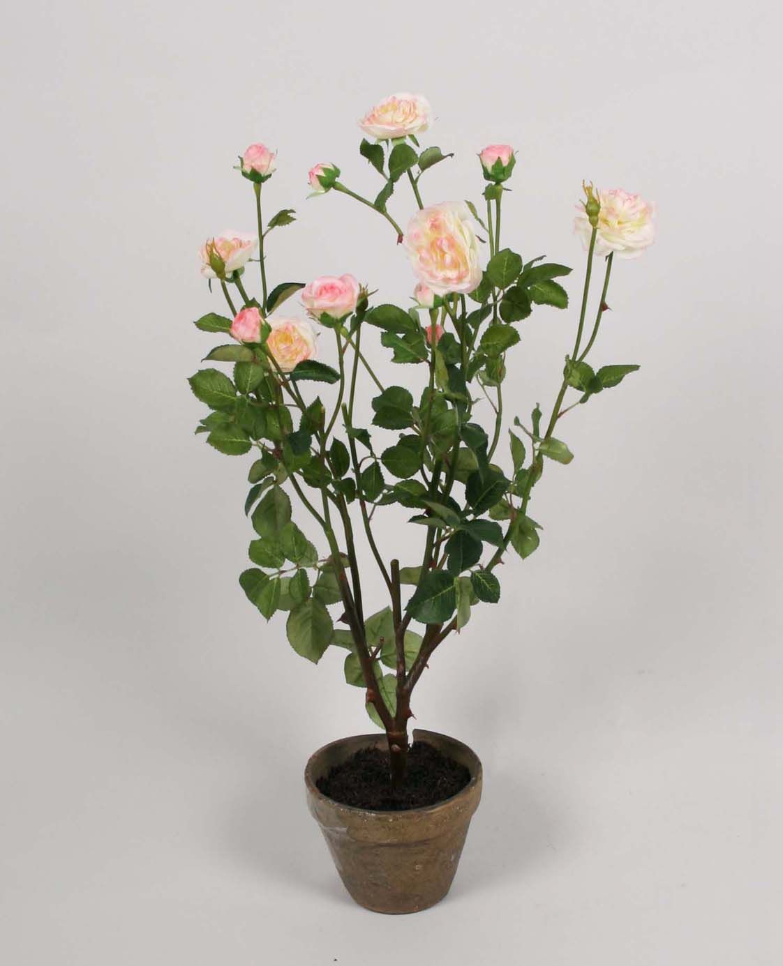 Rose tree 