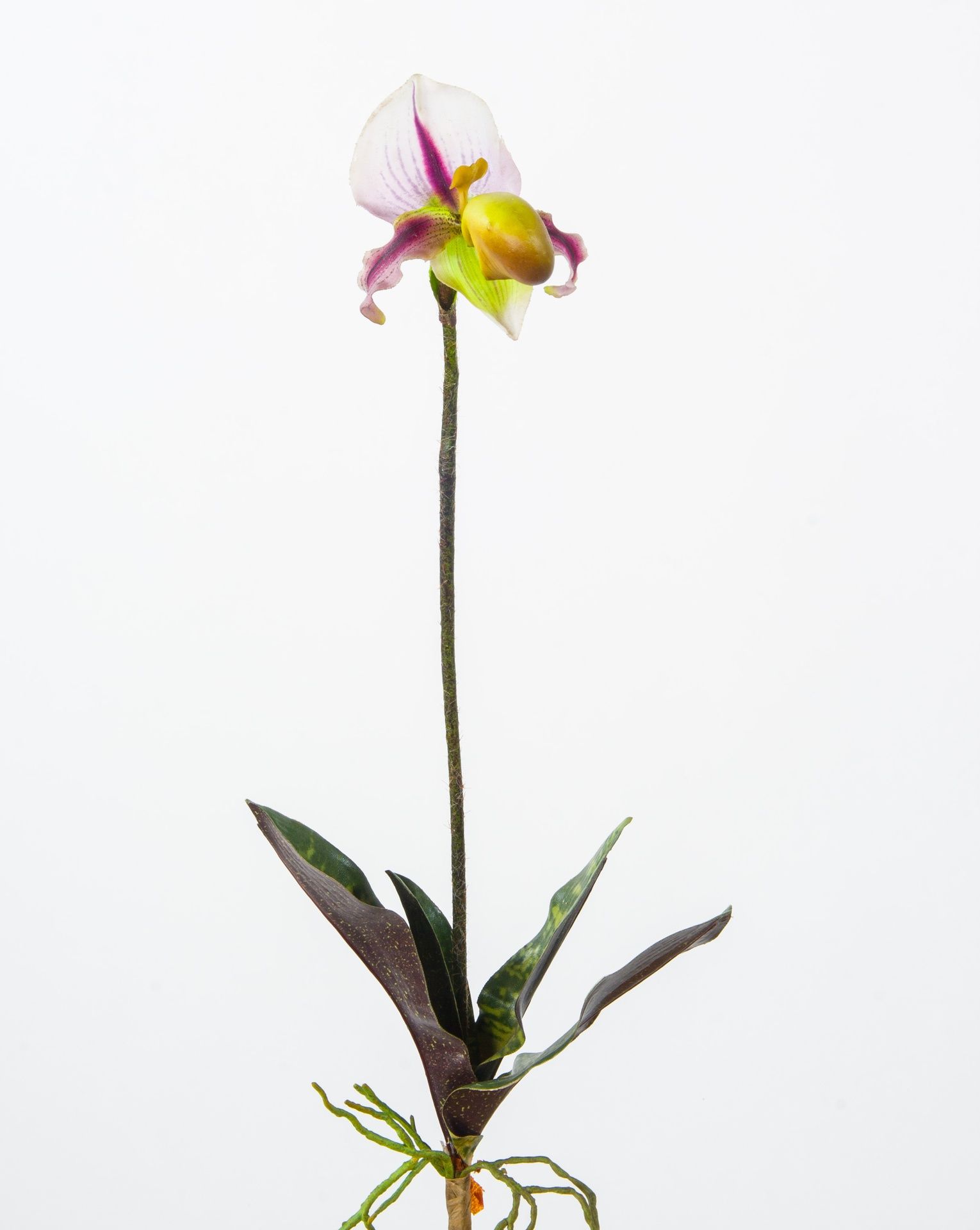 lady slipper 