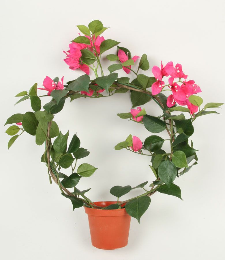 Bougainvillea