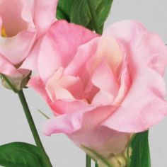 lisianthus