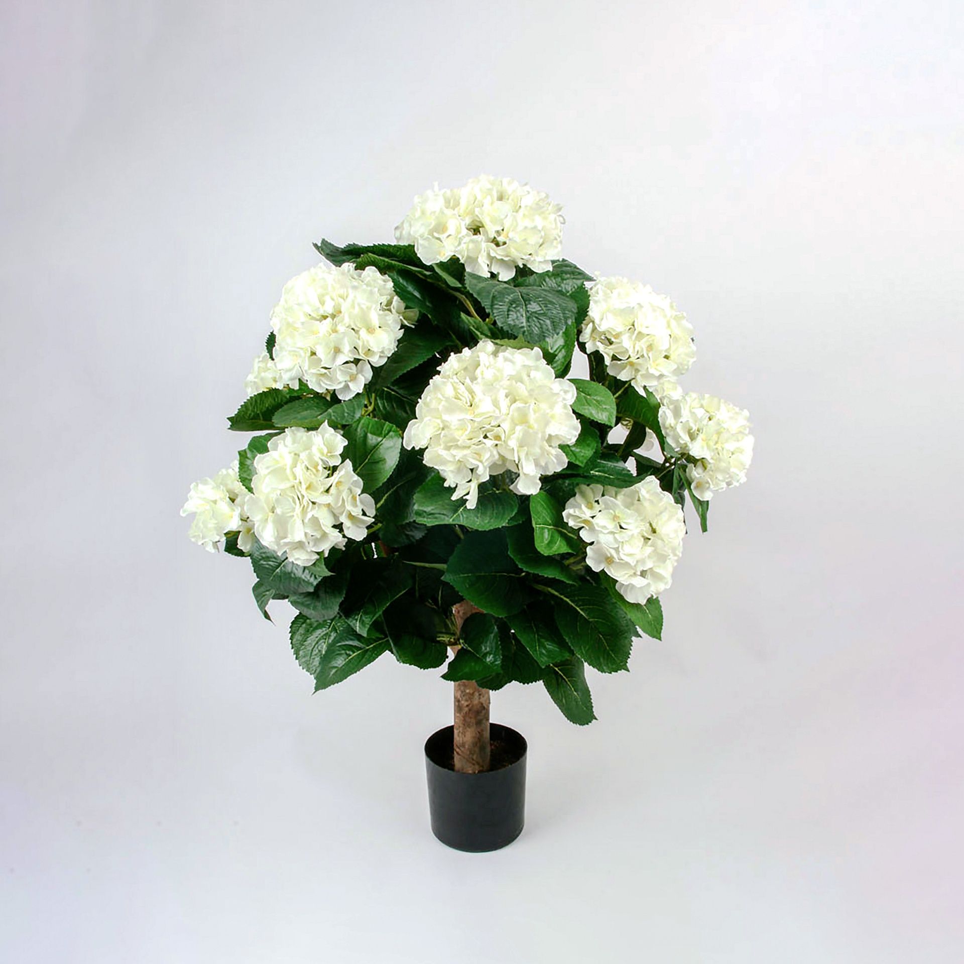 Hydrangea