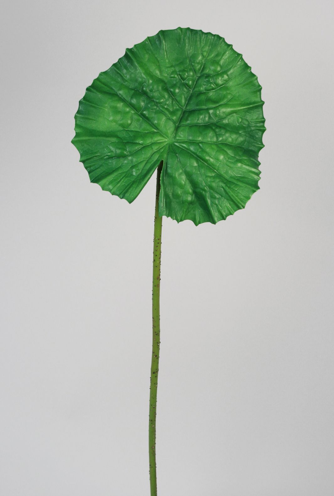 water lily leaf 