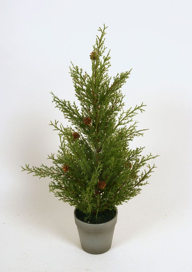 cedar with cones 