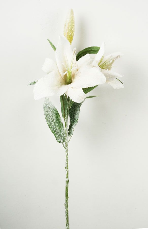 Lily iced 
