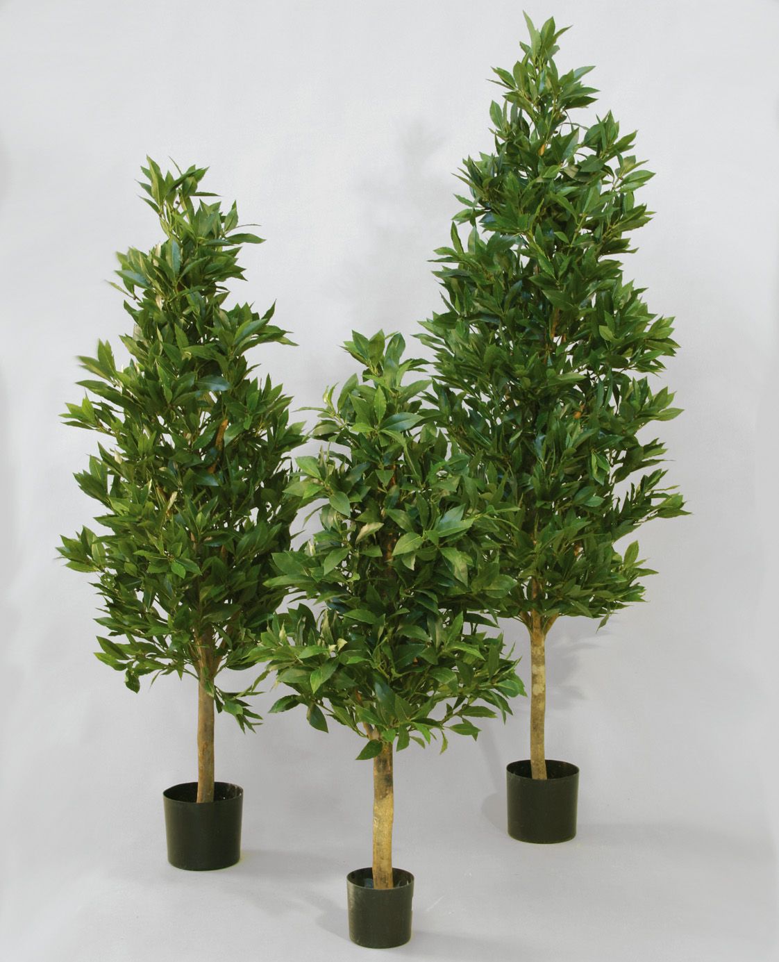 laurel 