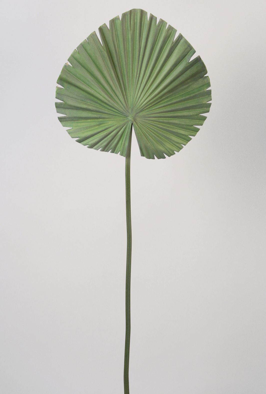 fan palm leaf 