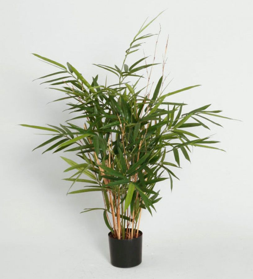 Bamboo