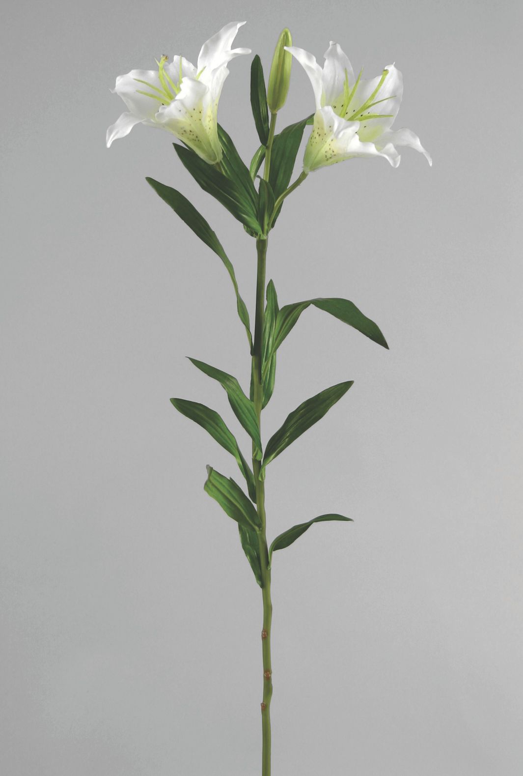 Lily