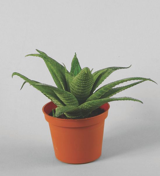 haworthia venosa 
