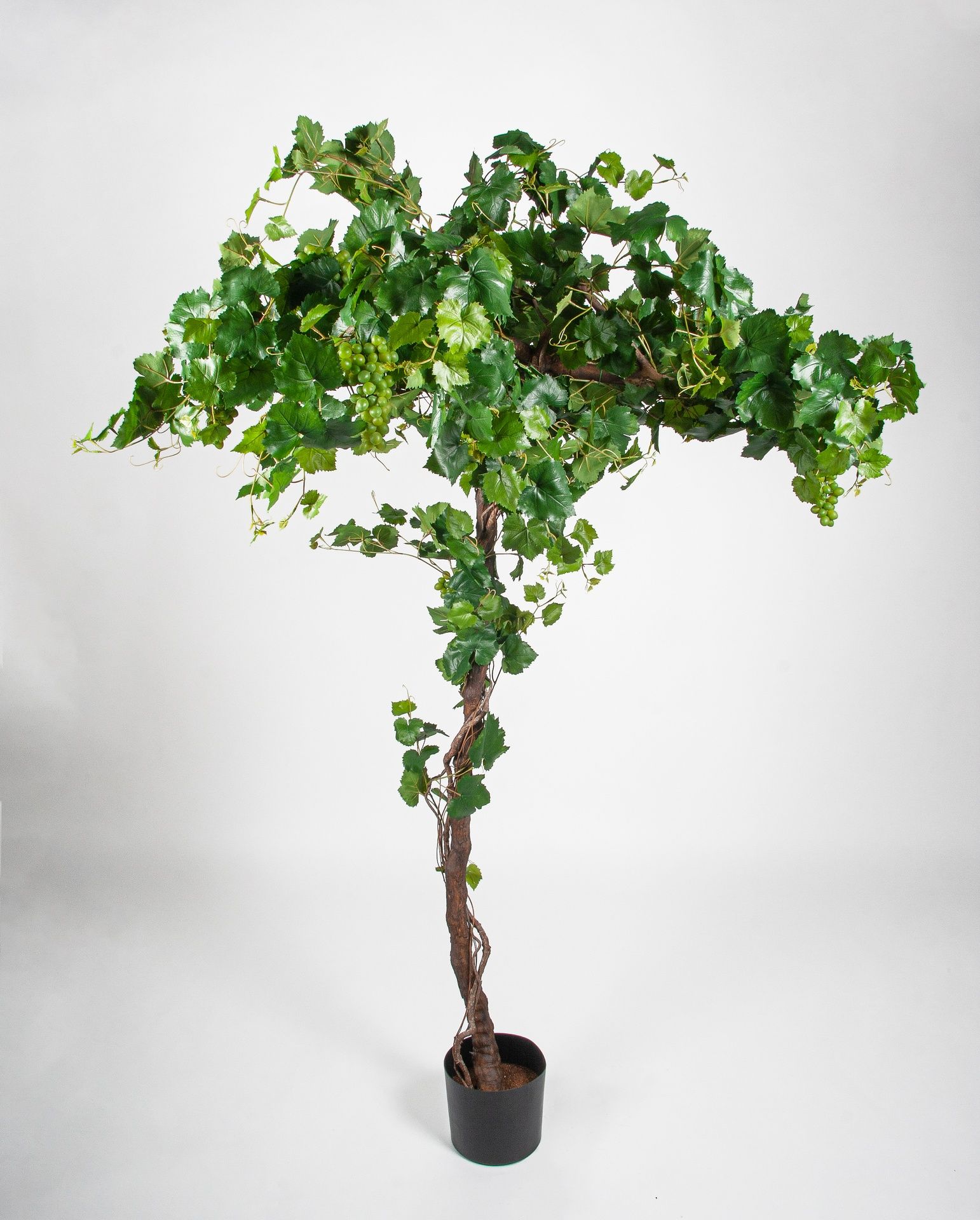 grape ivy 