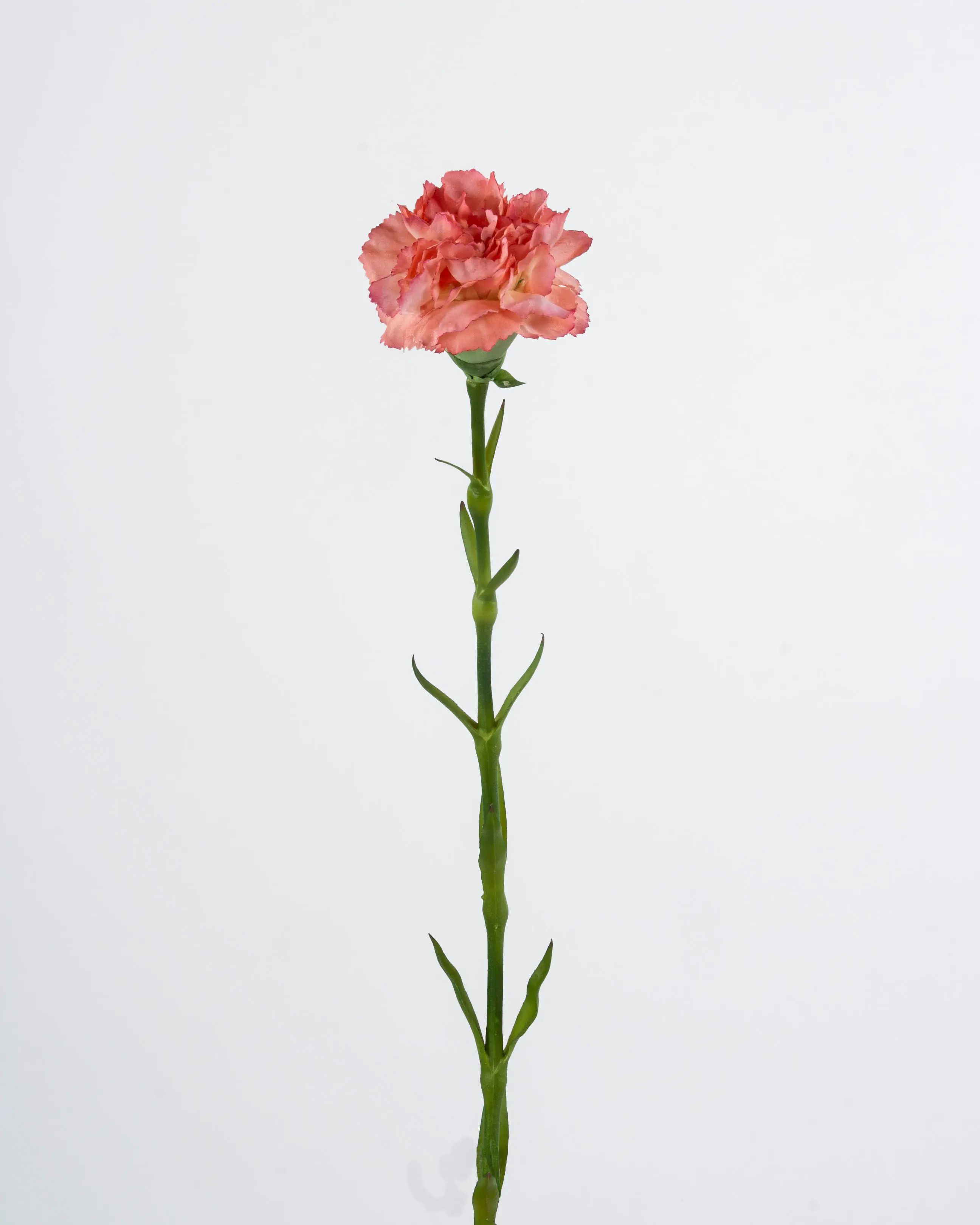 carnation