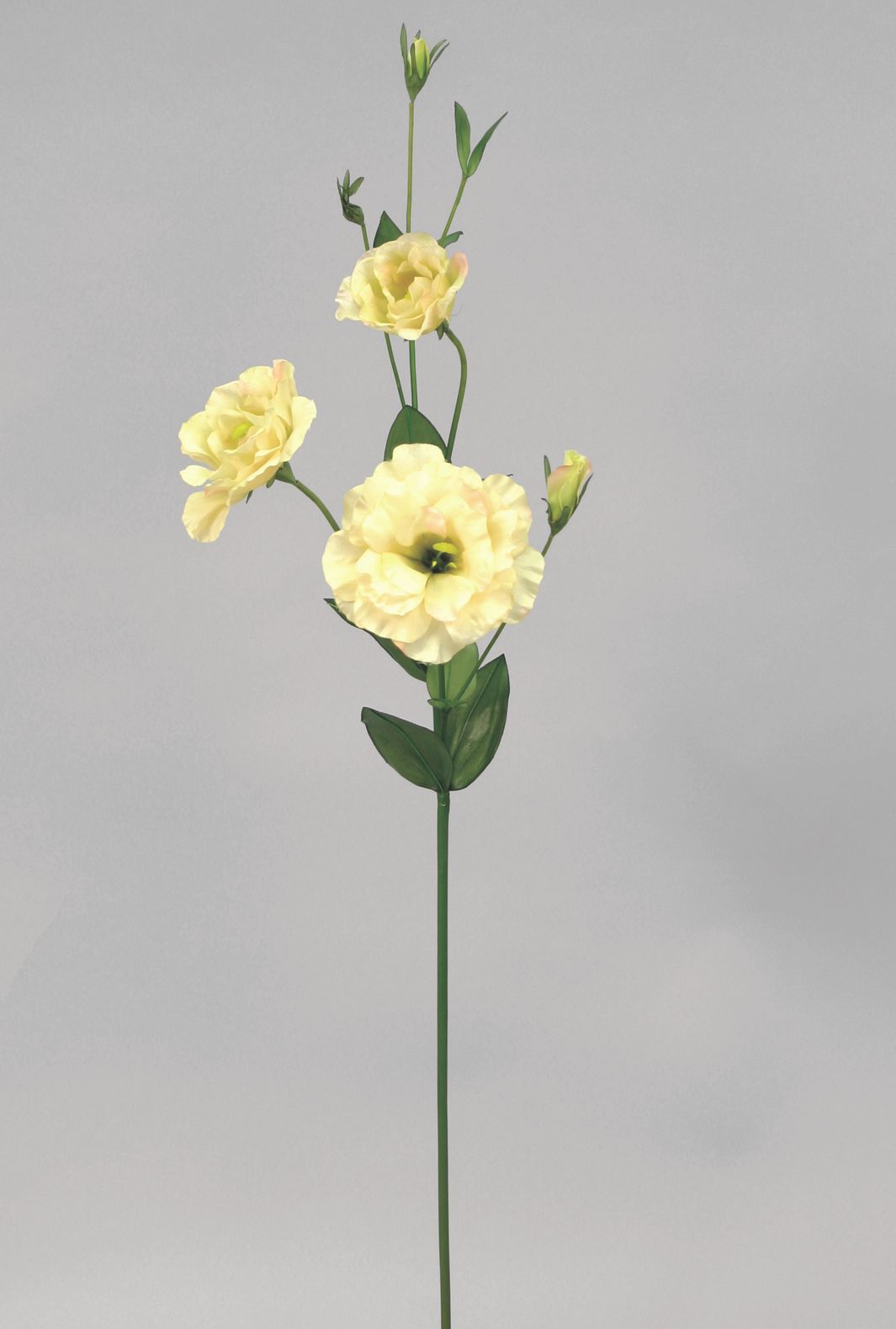 lisianthus