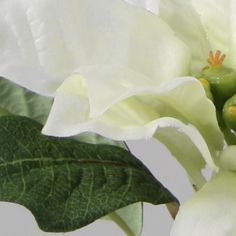Poinsettia
