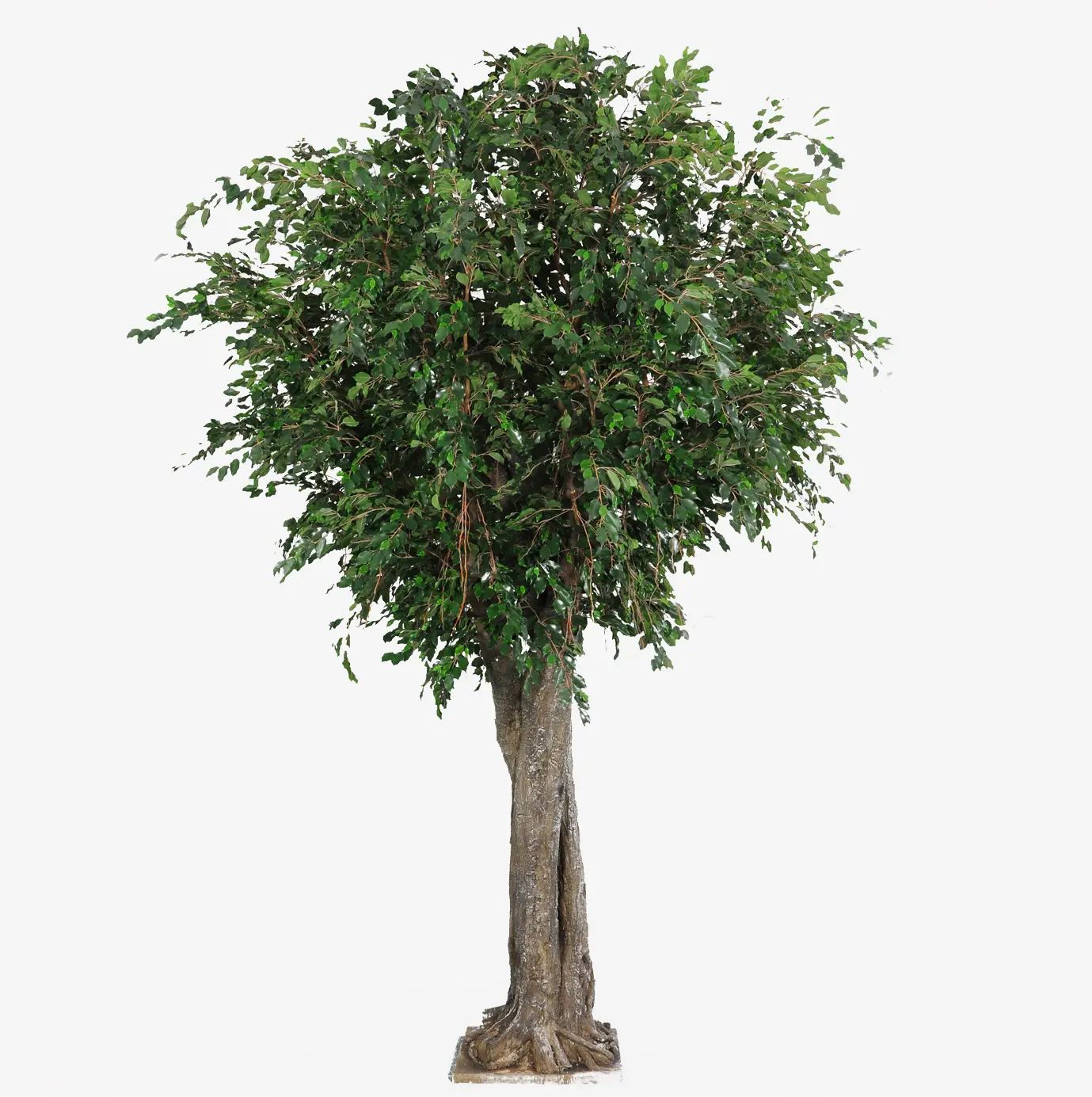 Gigant Ficus
