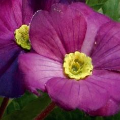 Primula