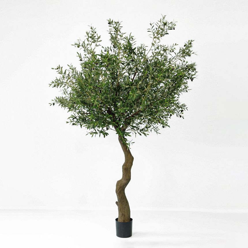 Olive Tree