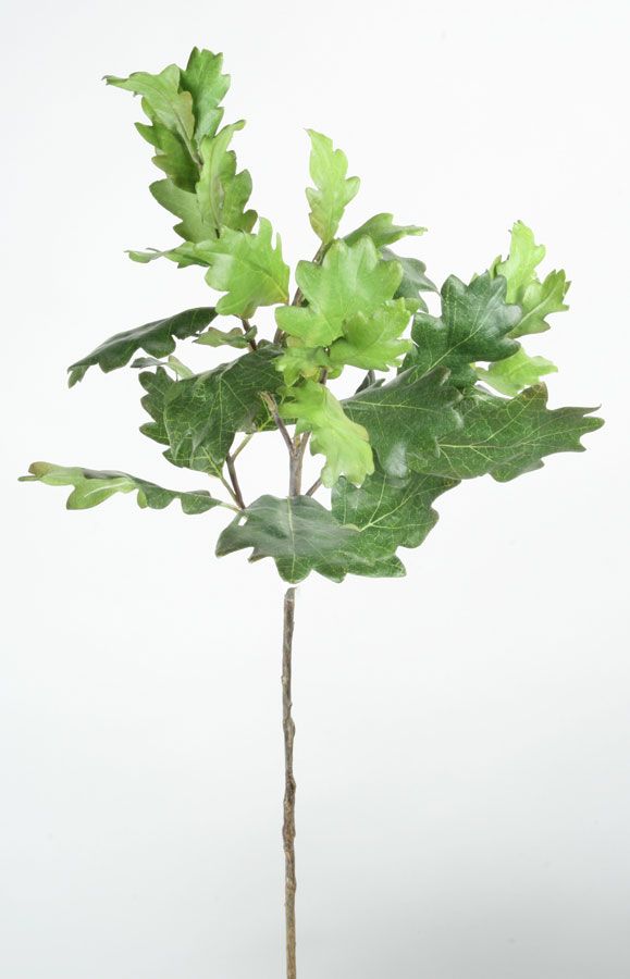oak spray 