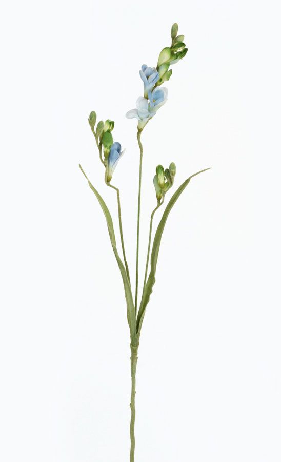 freezia light blue 