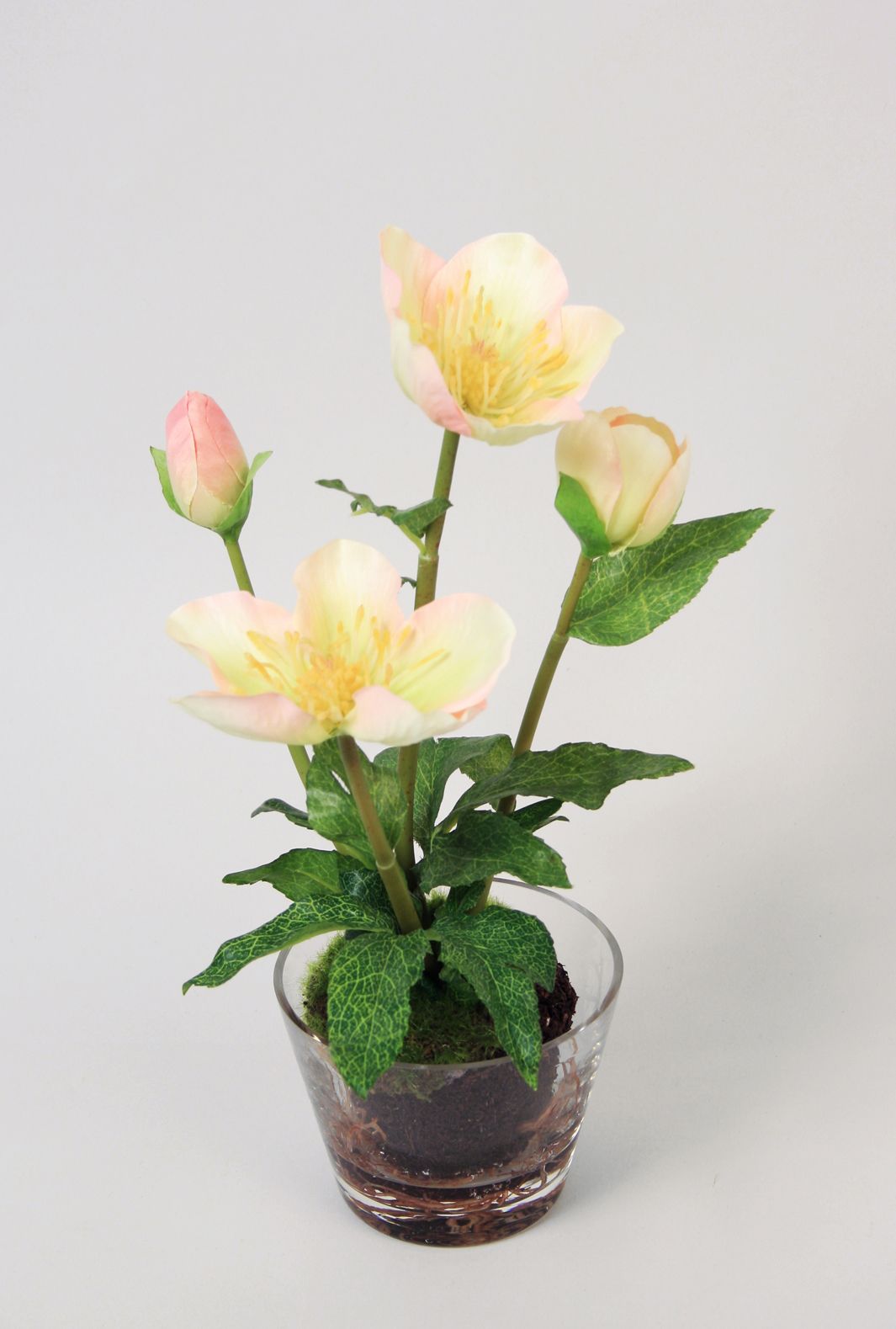 Christmas Rose in Water