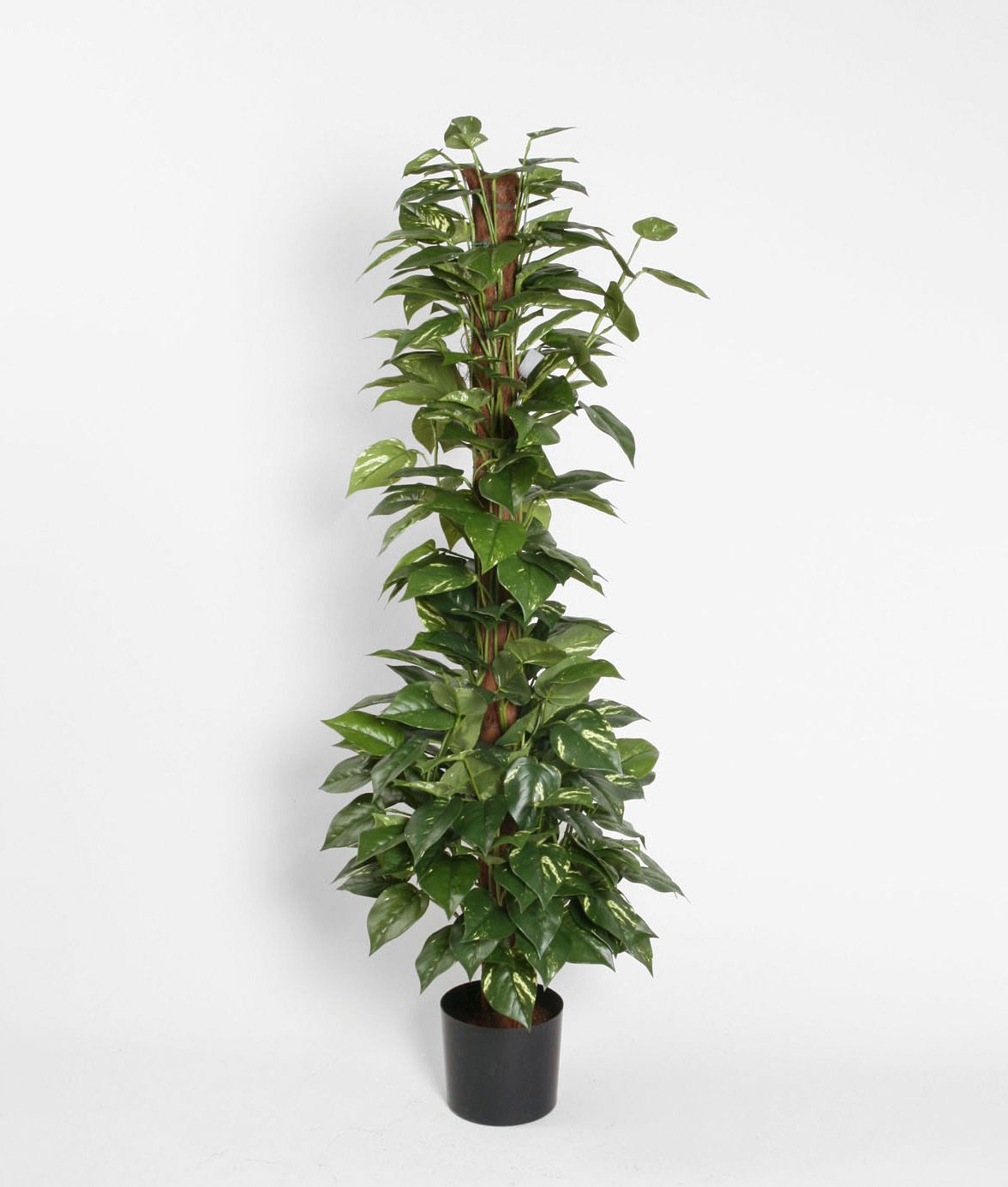 golden pothos on coconut 
