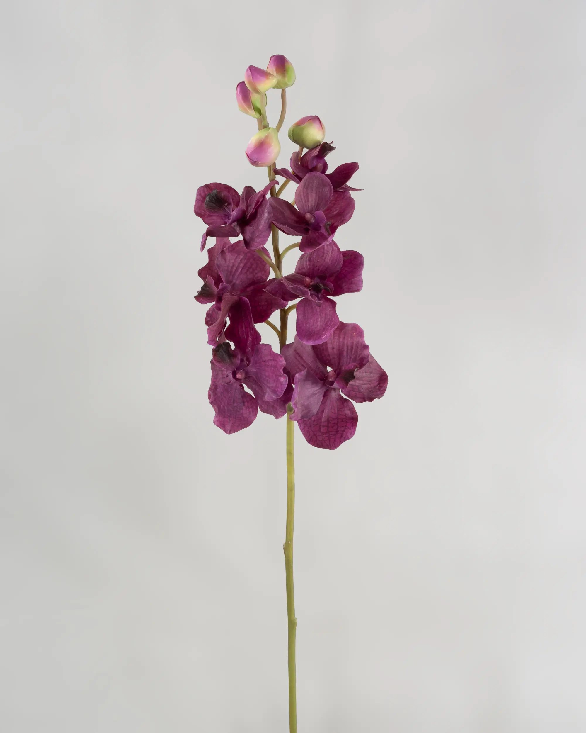 Orchid