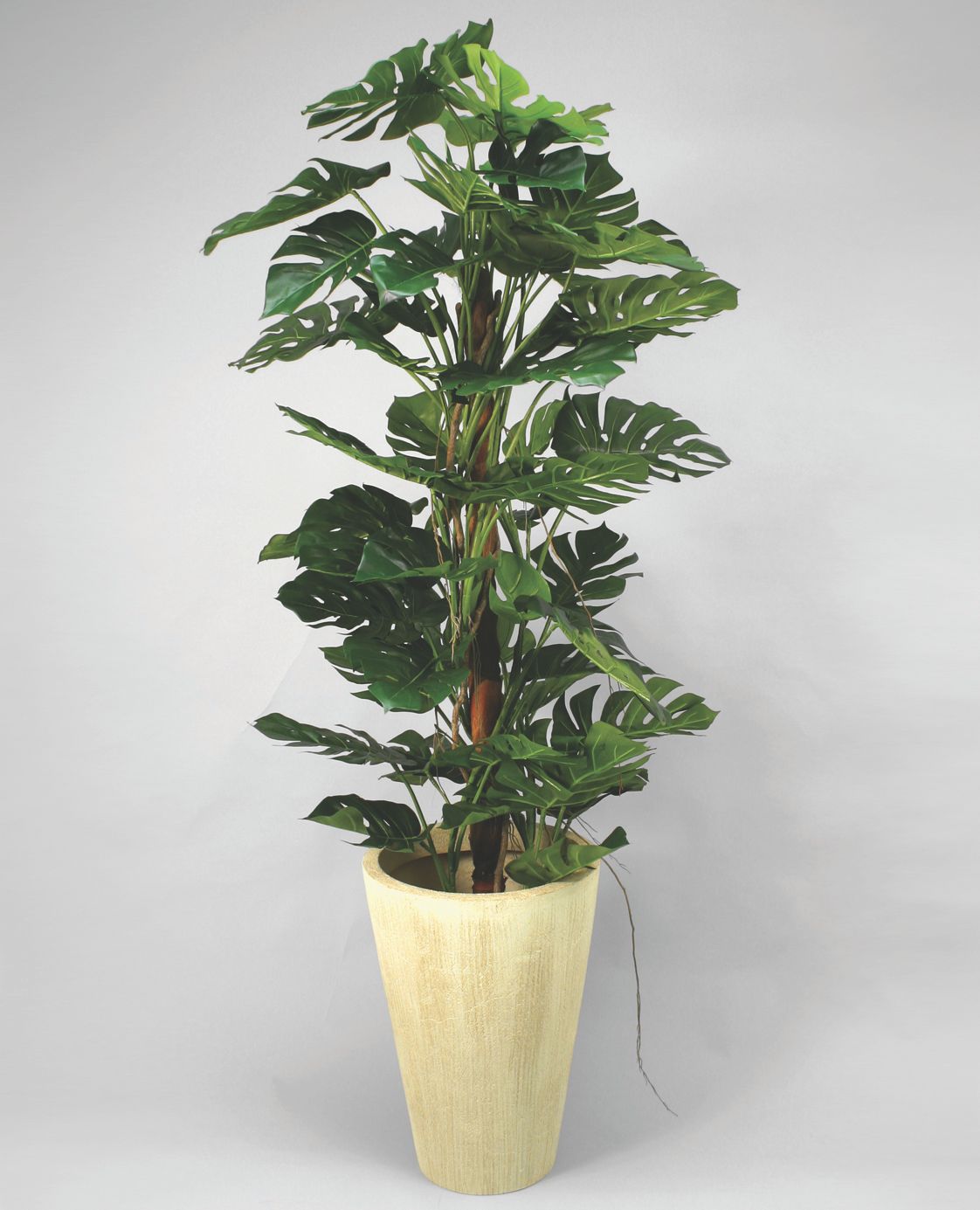 Monstera Deliciosa