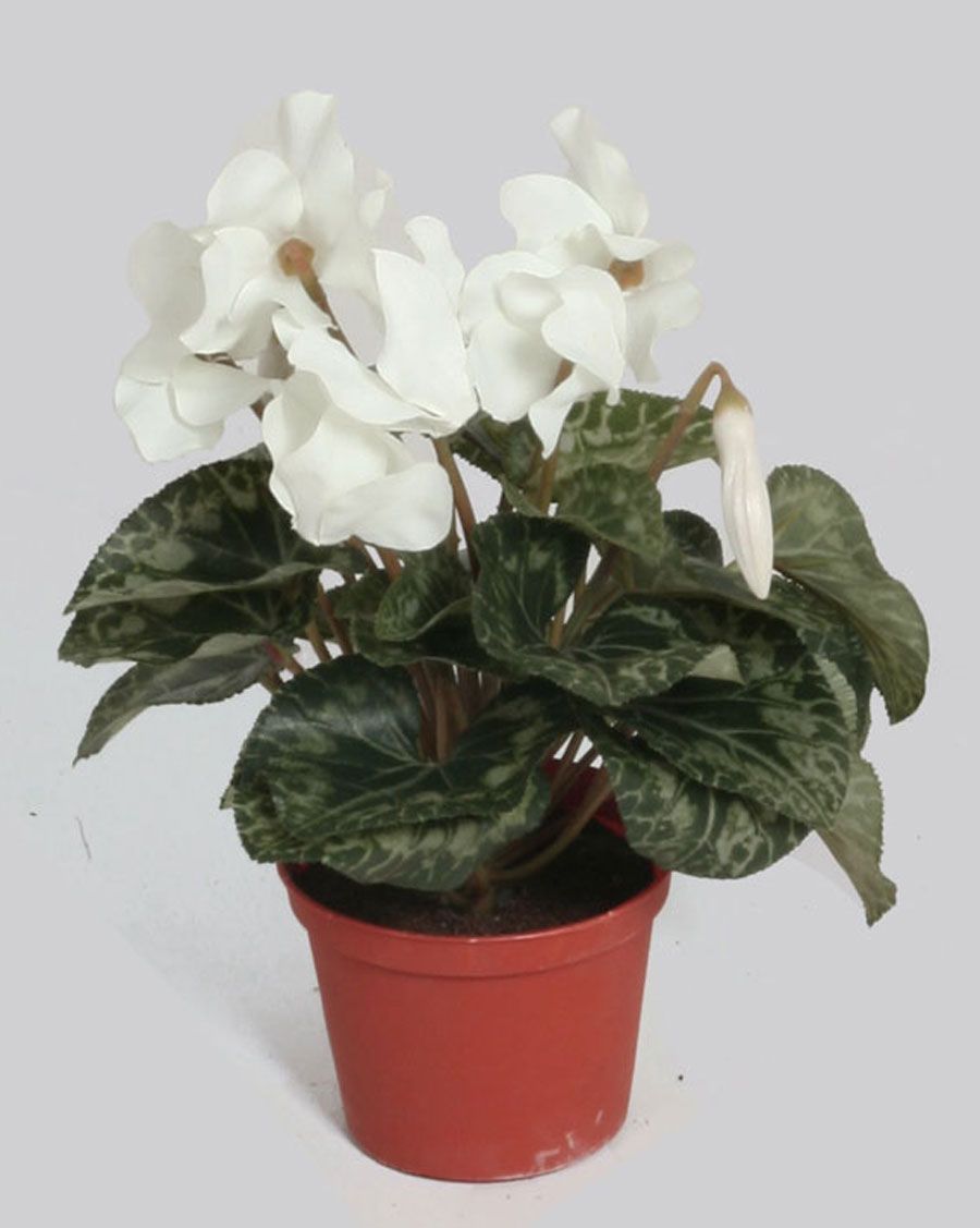 Cyclamen