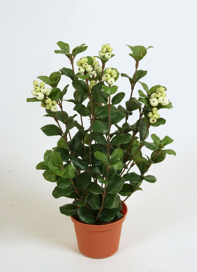 snowberry 