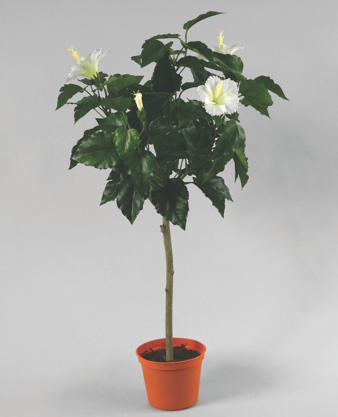 Hibiscus