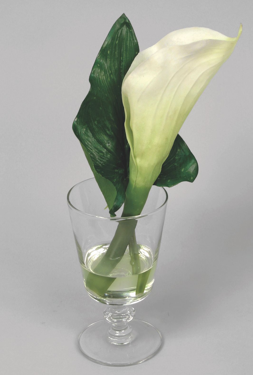 calla in water 