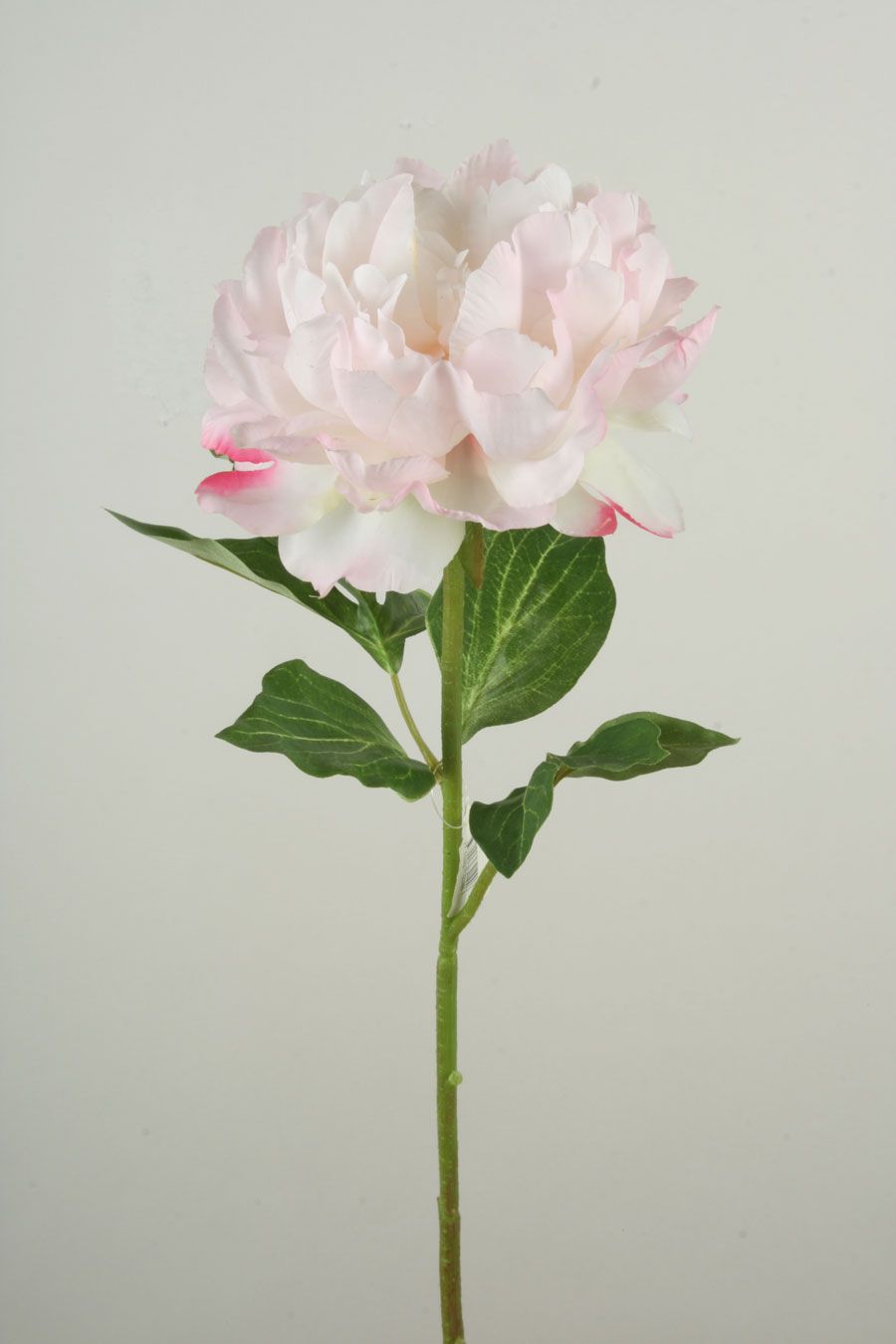 Peony