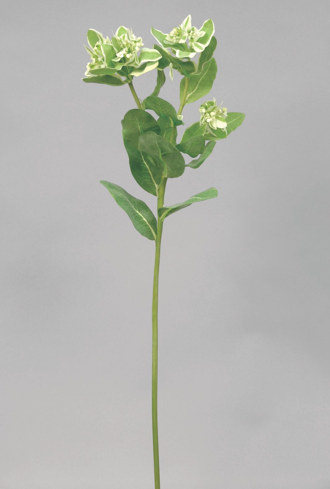 euphorbia 