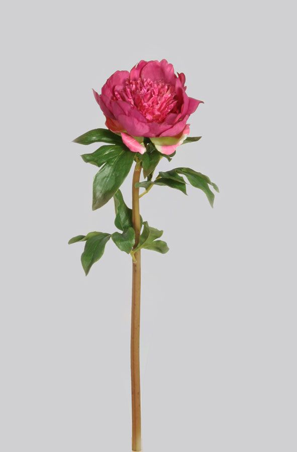 peony beauty 