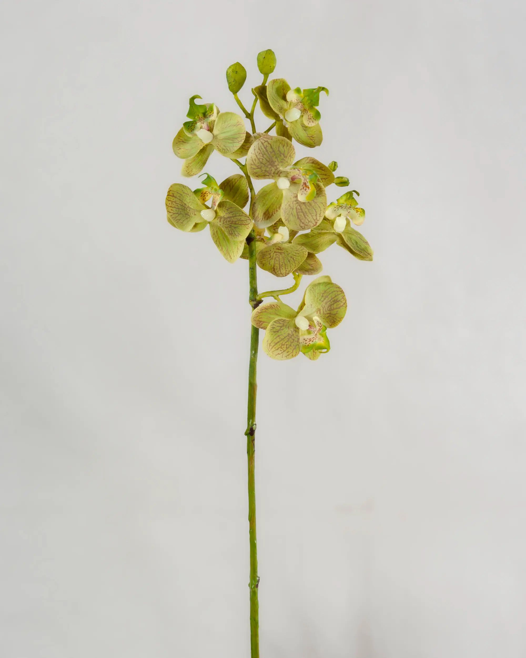 Orchid