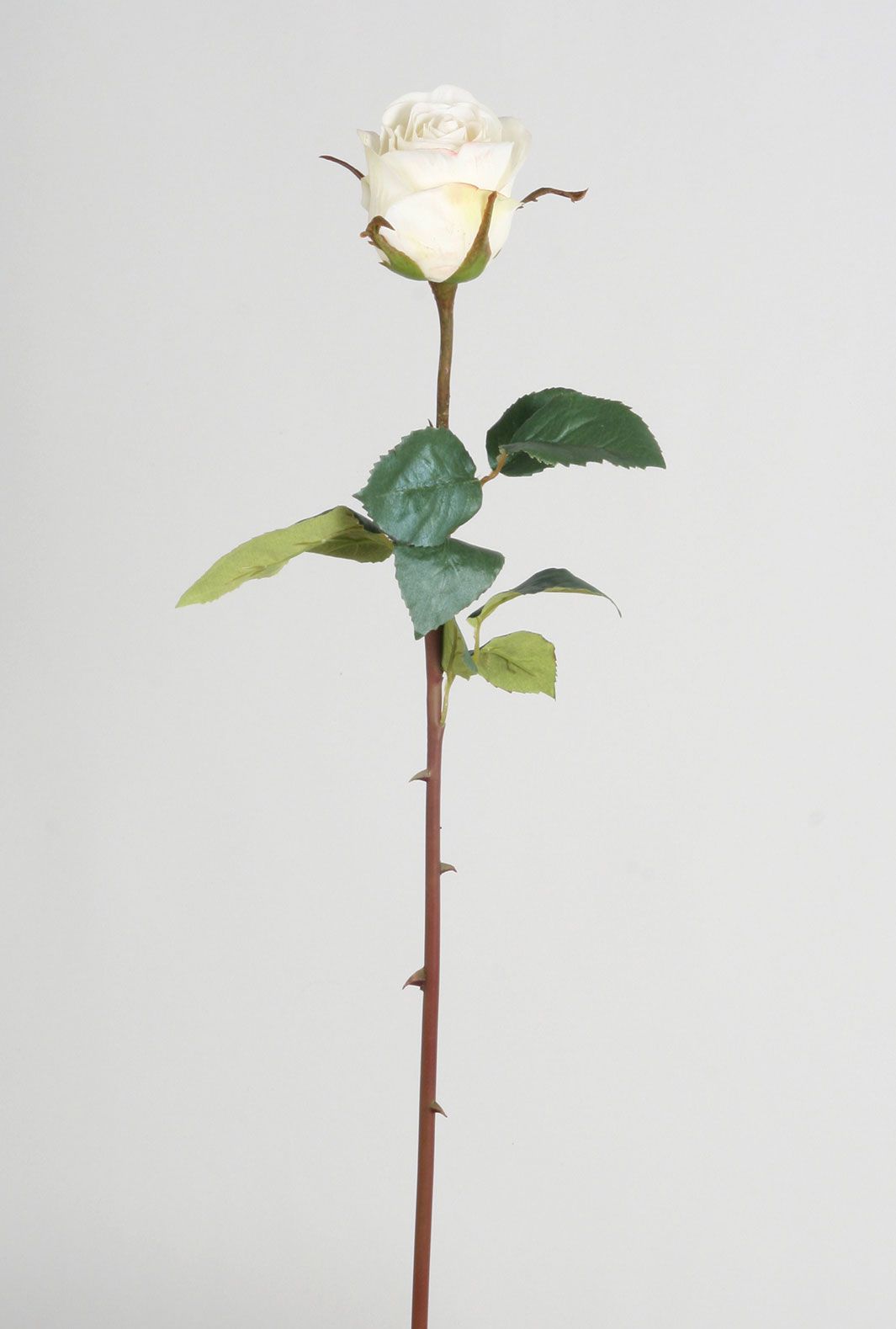 Rose dutchess